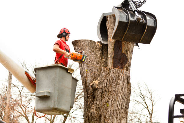 Best Tree and Shrub Care  in Fairfield Harbour, NC